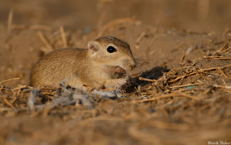 a mouse is sitting in the middle of dry straw