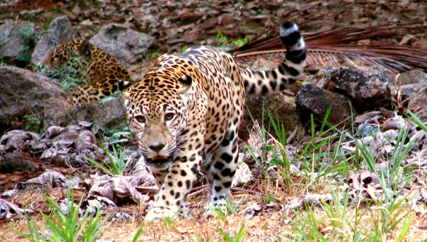 a young leopard walking towards the camera on rocks