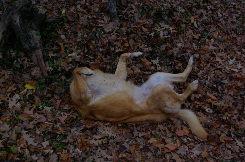 a dead animal laying on its back in the leaves