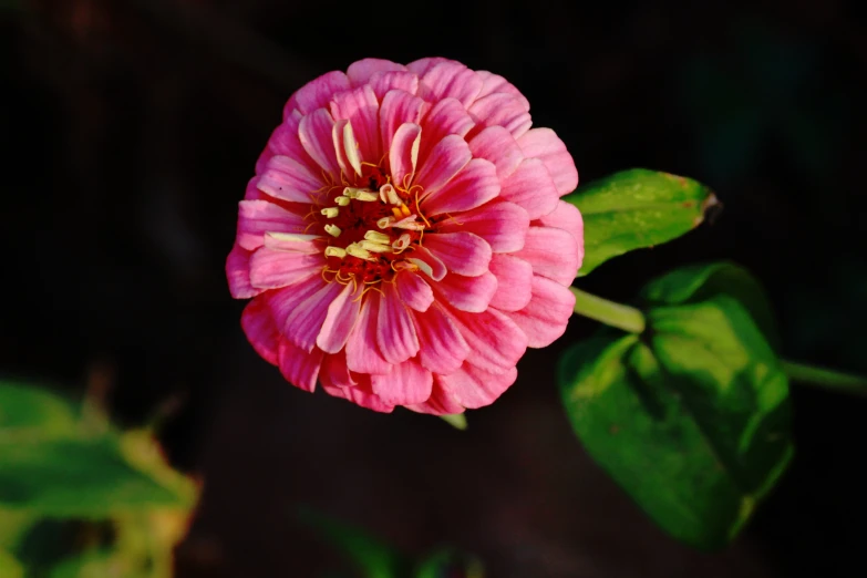 a beautiful pink flower is seen in this picture