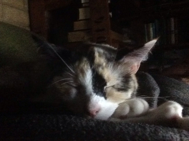 a black, white and brown cat laying on top of a couch