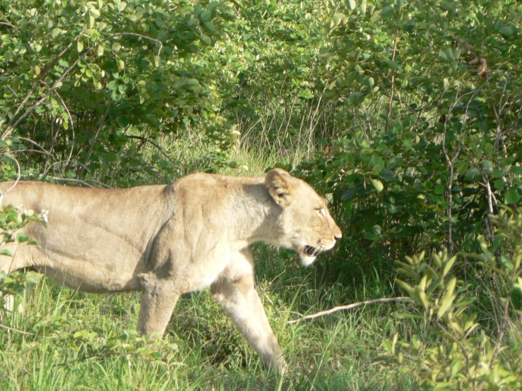 a lion walking through a lush green jungle