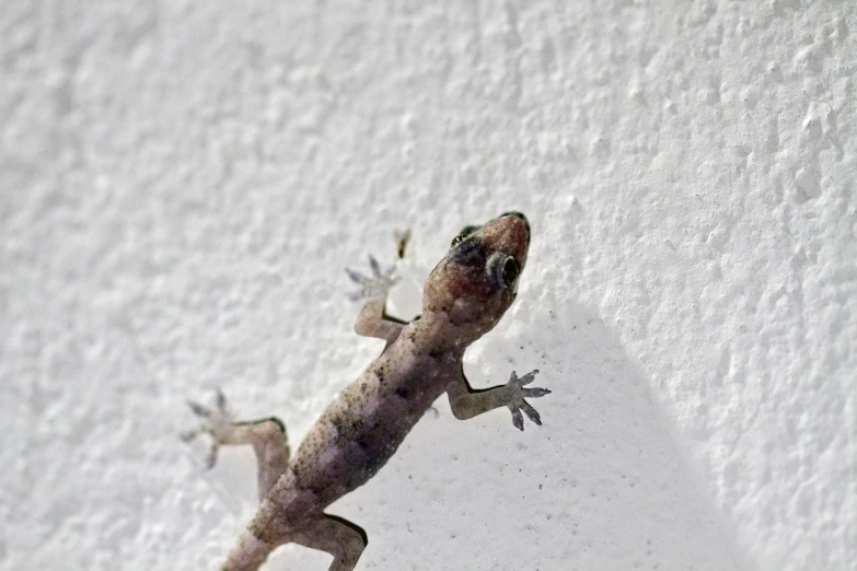 a lizard with one leg crossed on the ground