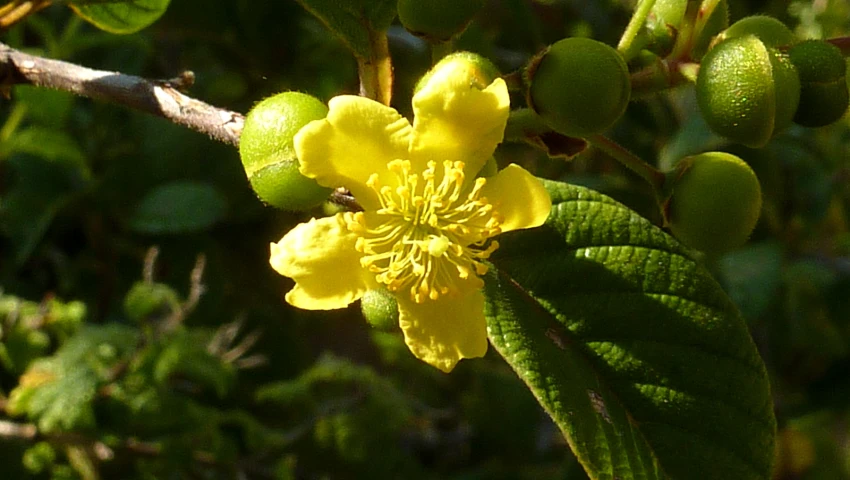 the yellow flower is blooming on a nch in the forest