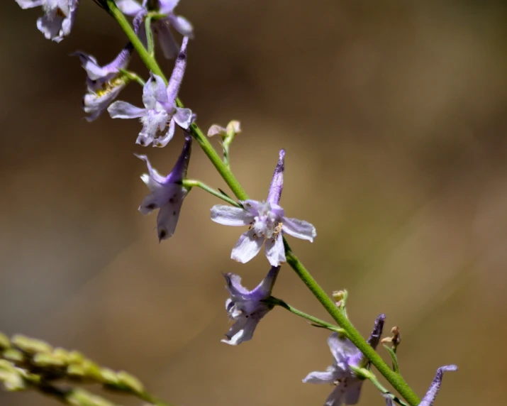 the nch has some little purple flowers growing from it