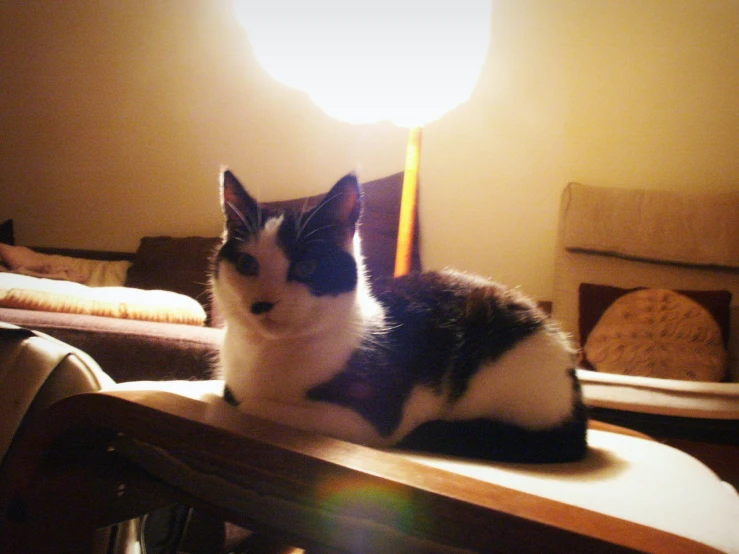 cat sitting on a chair near a lamp in a living room