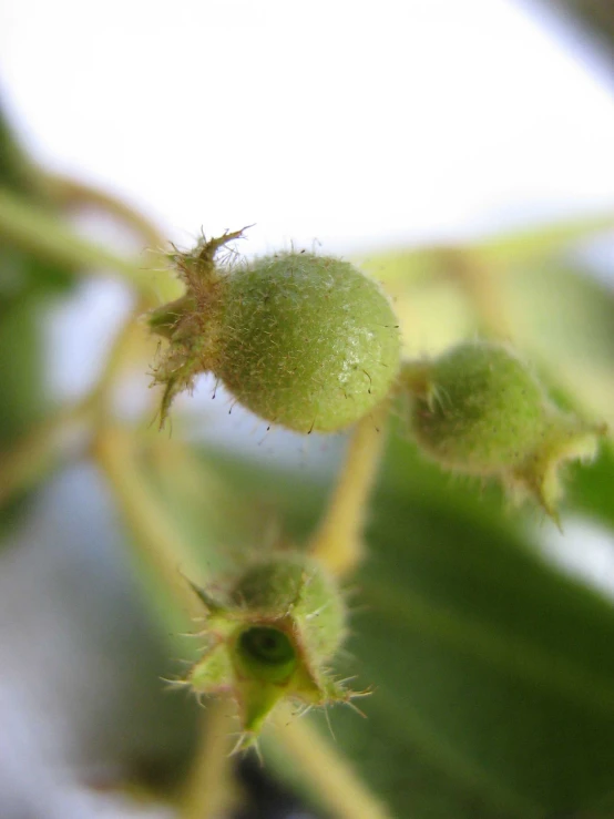 the buds of the plant seem to be starting to grow