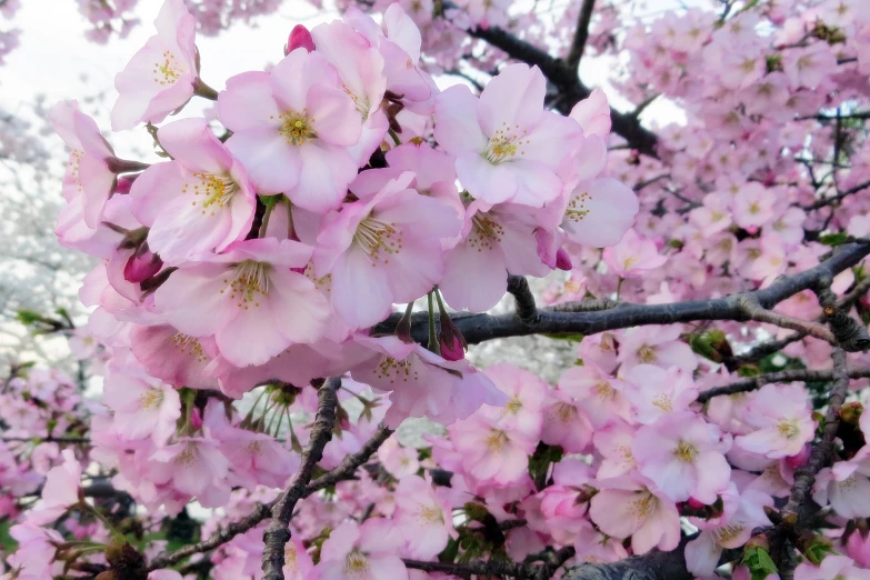 a flowering tree filled with lots of pink flowers