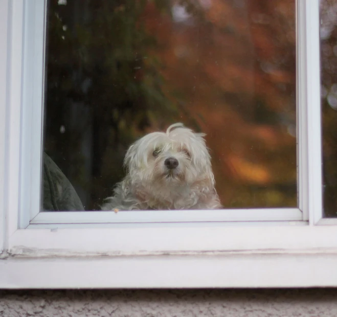 a white dog looks out a window looking outside