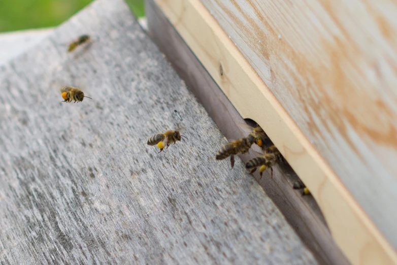 two bees crawling into their hive box together