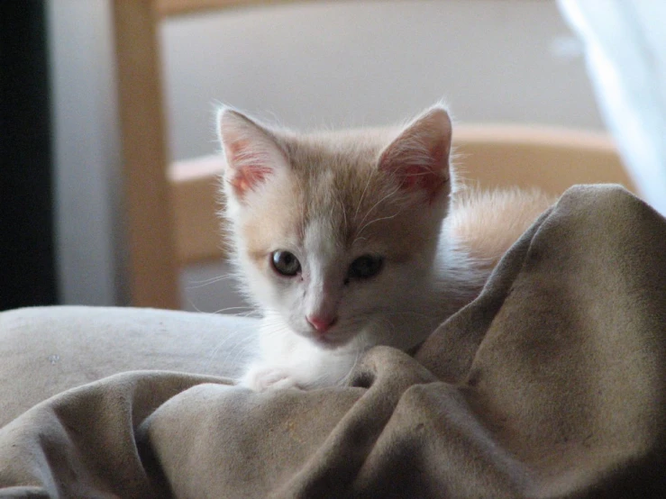 a small cat sitting in the corner of someones house