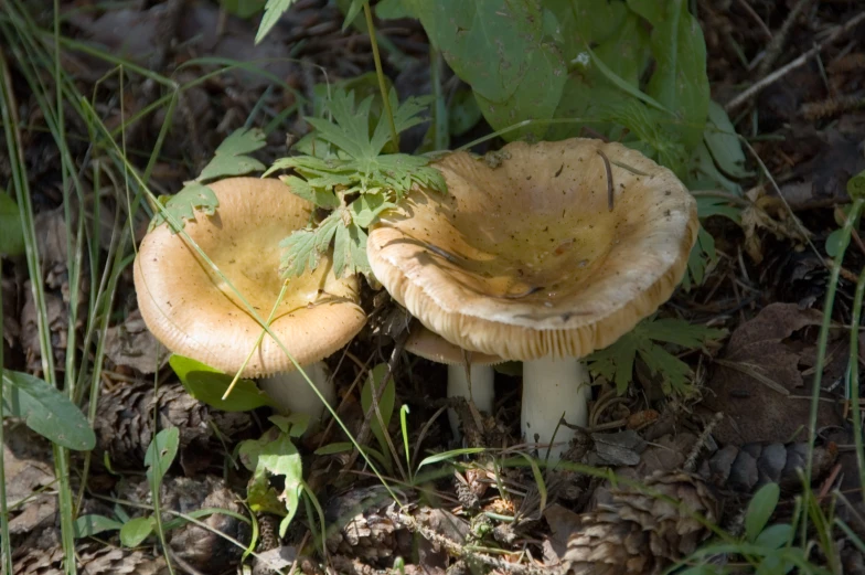 two mushrooms sitting in the leaves and grass