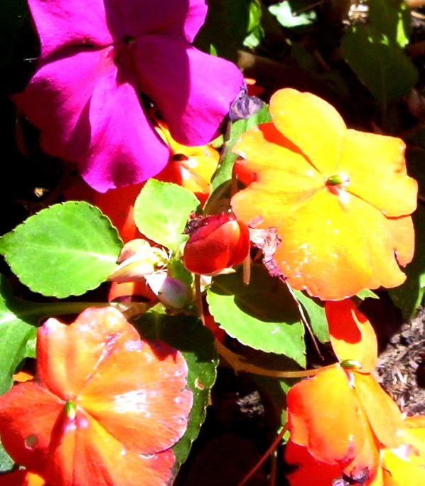 many colorful flowers in the sun with green leaves