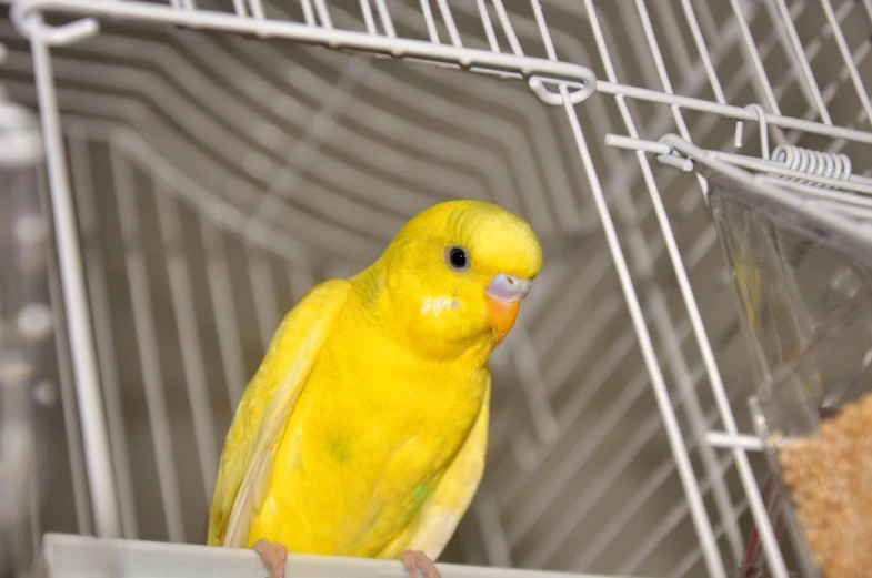 an empty birdcage with a small yellow bird