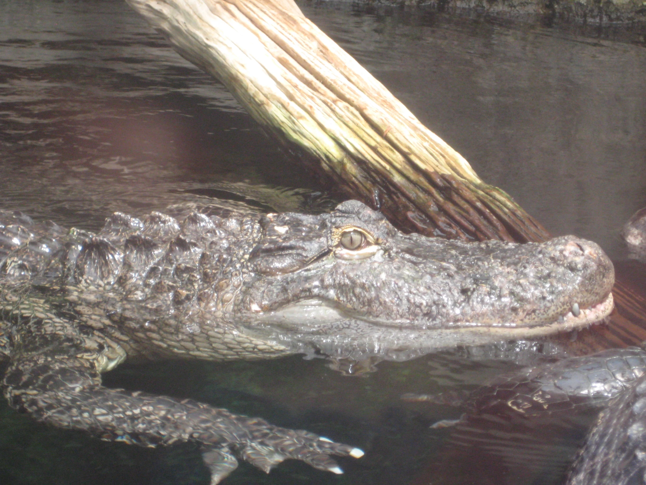 an alligator sitting in the water in a lake