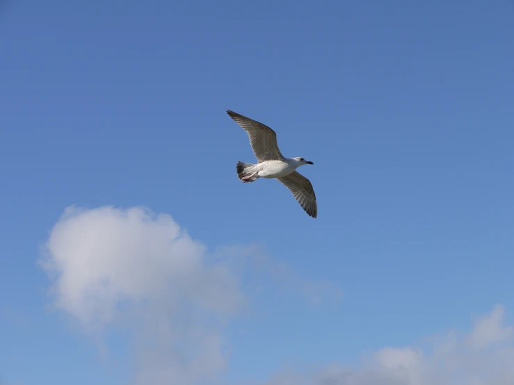 a single seagull soaring through a cloudless sky