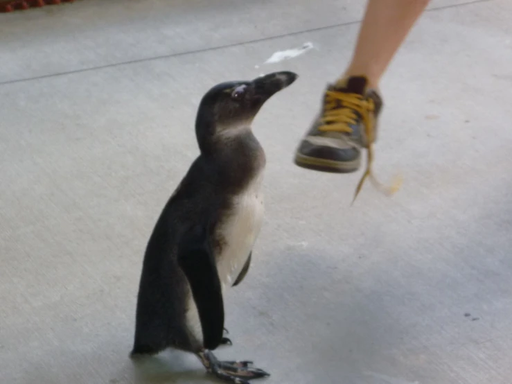 a penguin that is walking on the ground next to a person