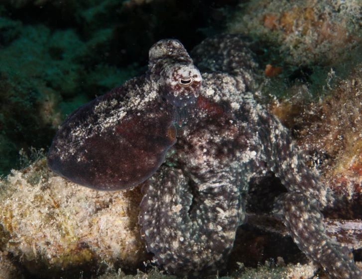 an ocean life scene, close - up of an octo