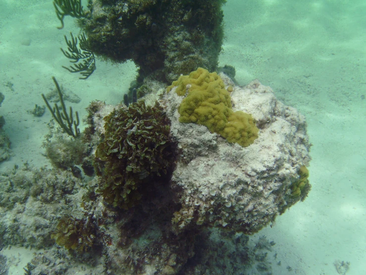 a bunch of corals and some kind of fish in the water