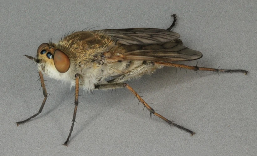 this is a close up image of a fly on the ground