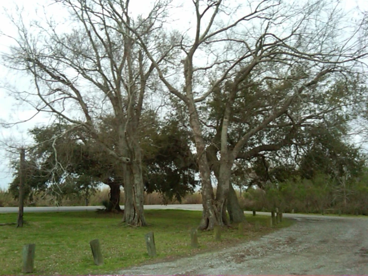 a bunch of big trees near a road