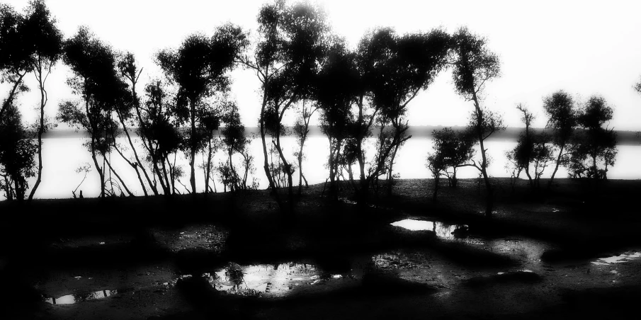 silhouette of trees in an area with a lake