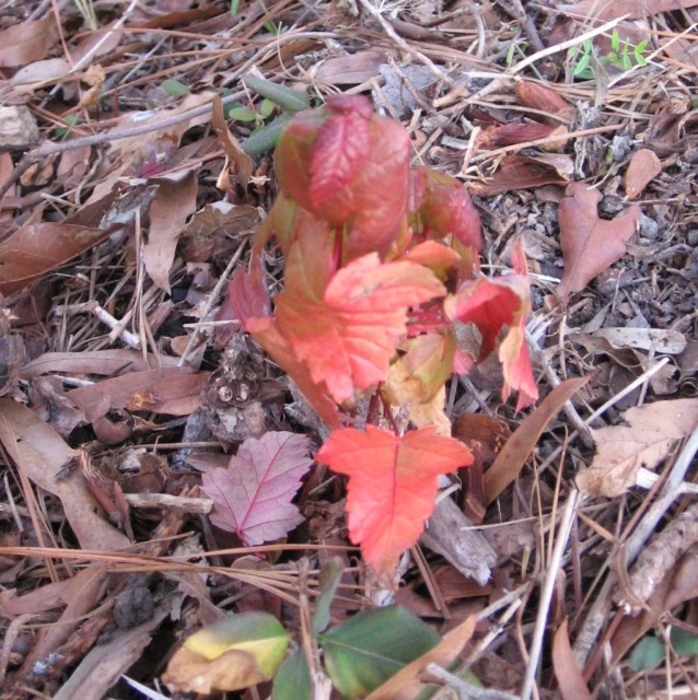 a bright red, green, yellow and brown leaf on the ground