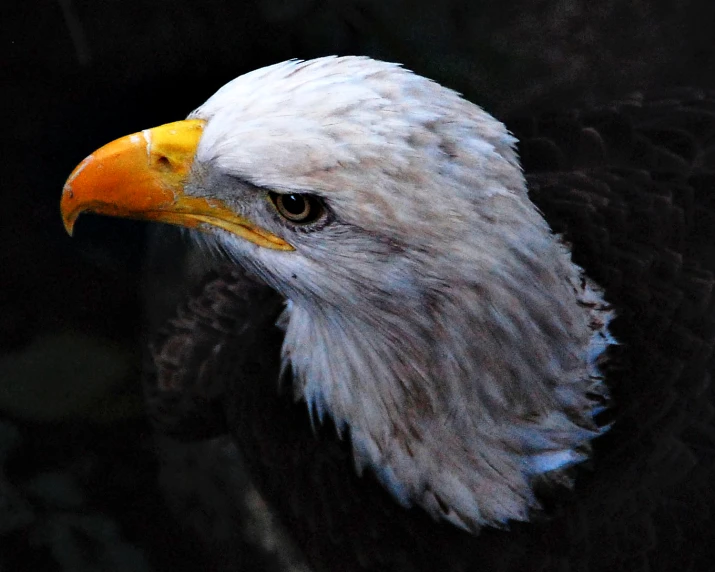 a close - up po of a bald eagle