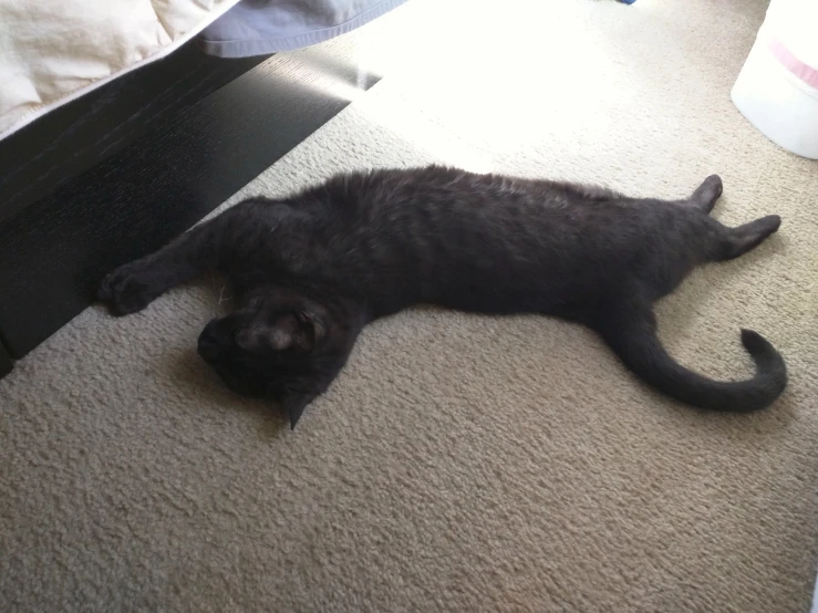 a black cat laying on the floor in the floor