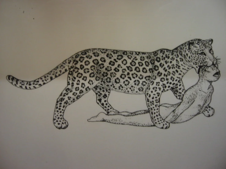 a pencil drawing of a leopard on the wall