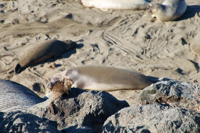 some animals that are laying on the sand