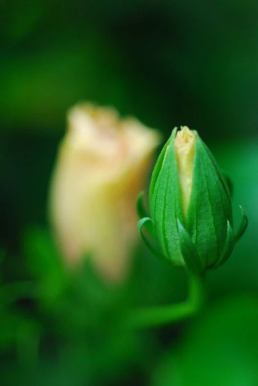 a large green leaf is over a red and yellow rose