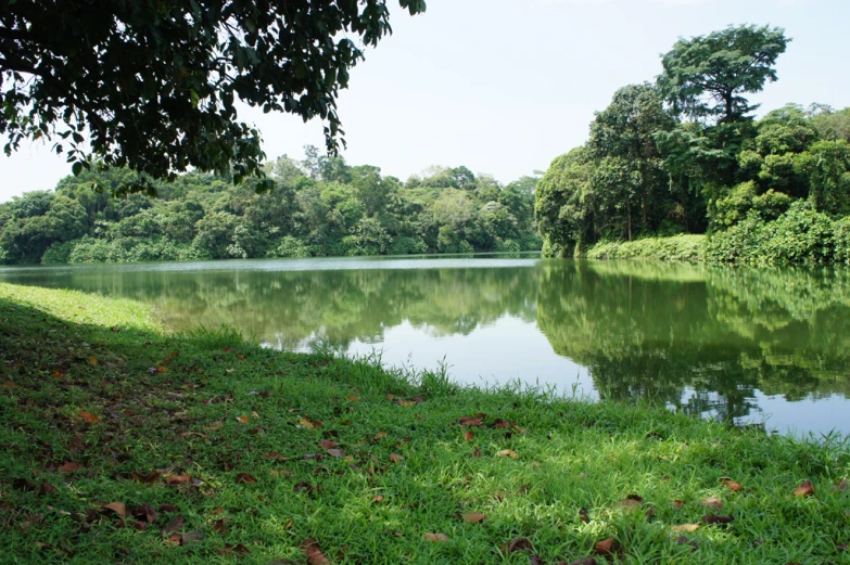 a lake surrounded by trees with some grass