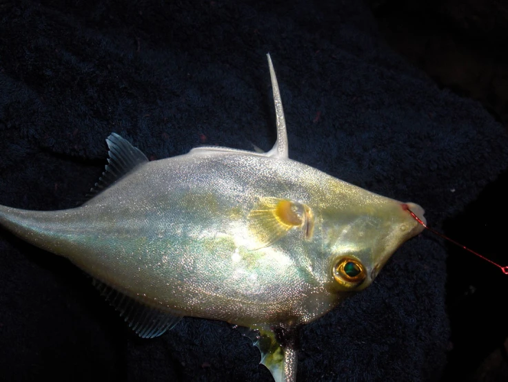 the underside of a goldfish with a red line running out of its mouth