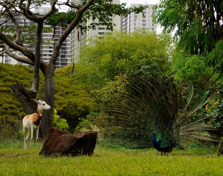 a peacock and two gazelles in an open grass area