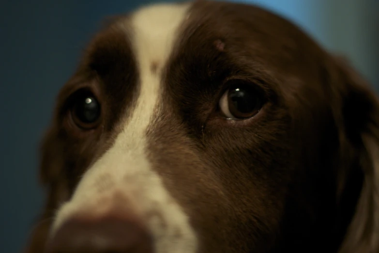 a dog looks at the camera while its owner takes pictures