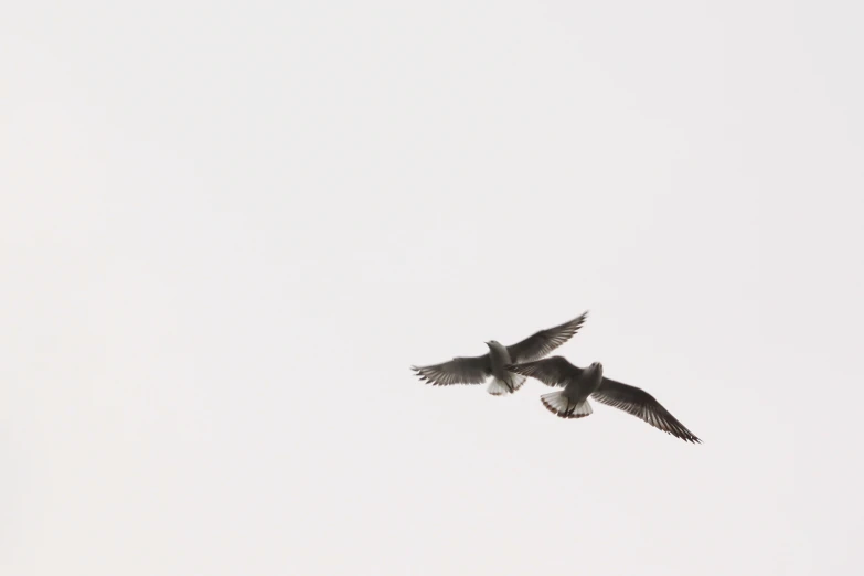 two large birds flying in the sky above each other