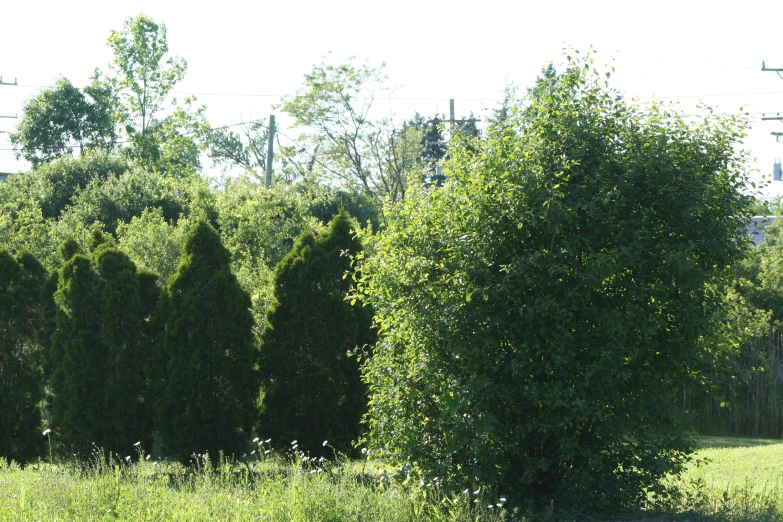 there are trees in the back ground next to the grass