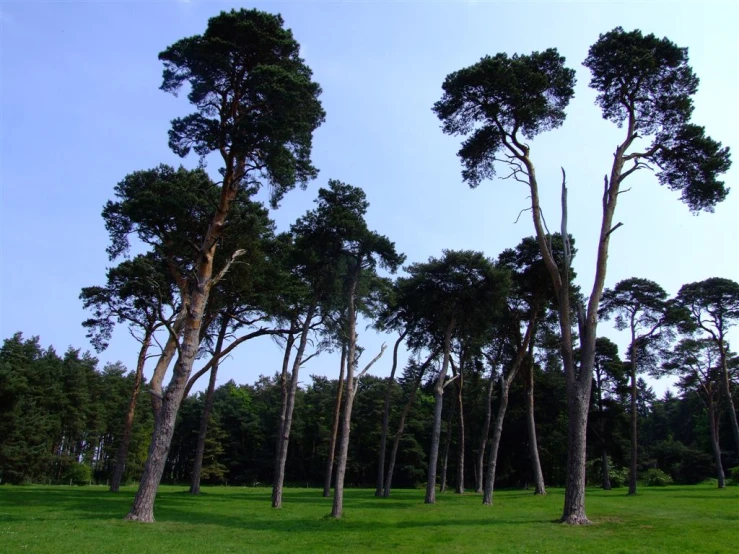 tall trees stand in the distance along side a grassy field