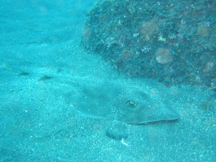 two black sting rays swimming in a clear sea water