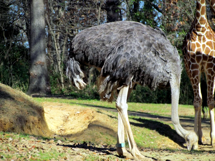 an ostrich nest is shown with its legs in the ground