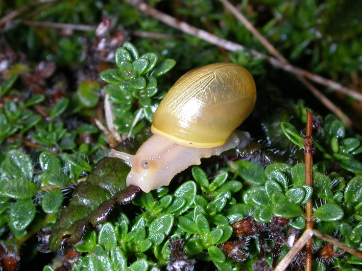 small snail crawling along the green ground with many plants around it