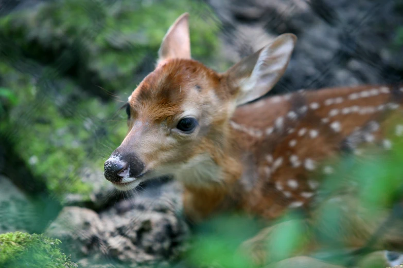 a close up image of a young deer staring into the camera