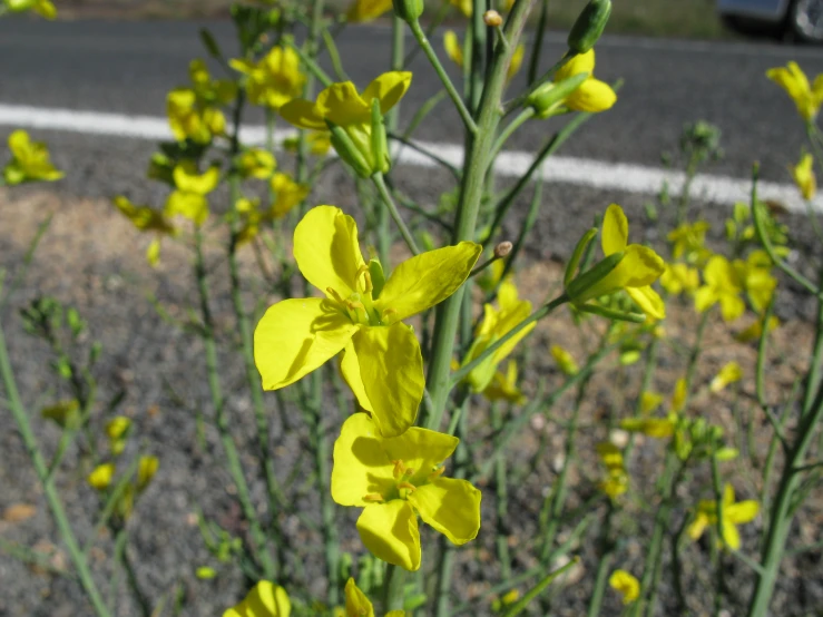 a plant that is growing next to the road