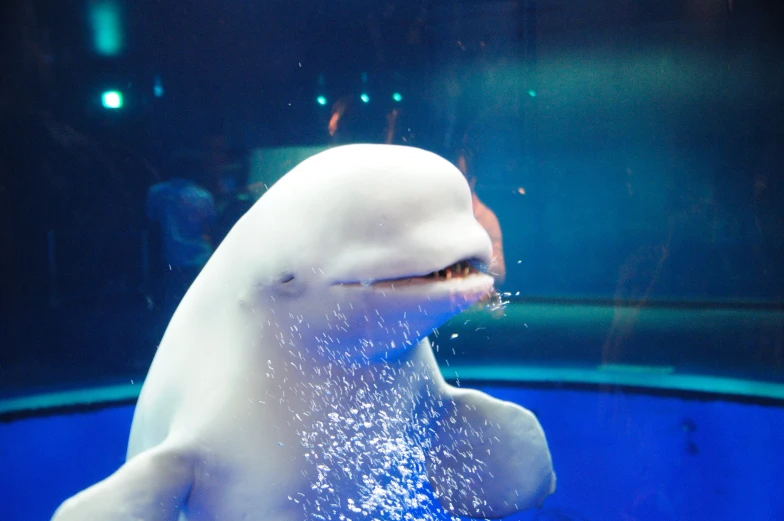 an image of a large white fish in the water