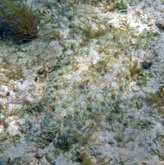 an image of closeup of ocean seabed life