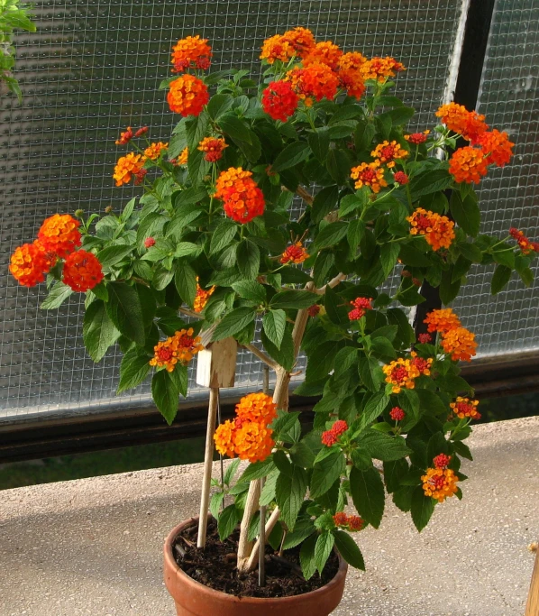 a potted plant is shown with bright orange flowers