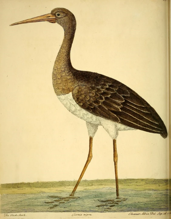 a bird is standing near water on a light background