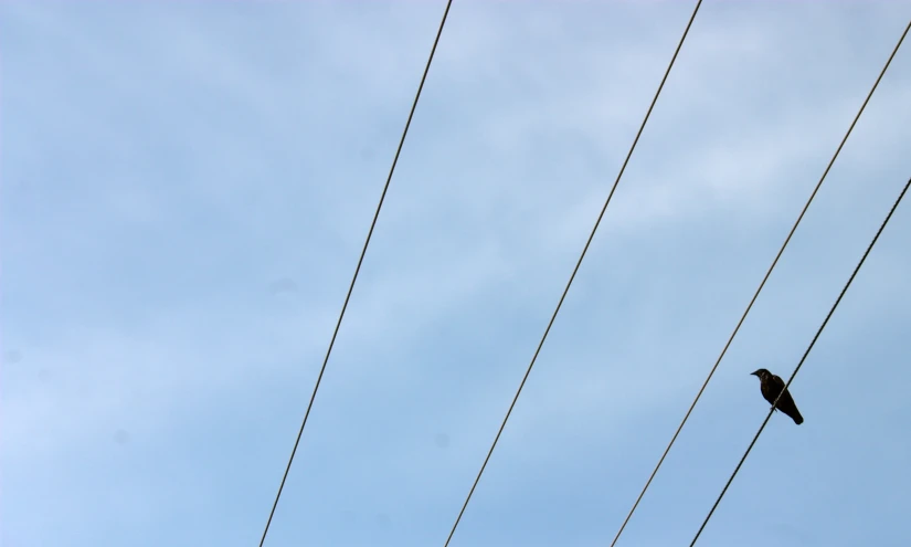 an image of a black bird on an electric line