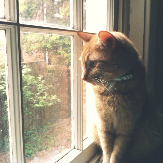 a cat with an orange ear and green collar sits in the window sill of a home